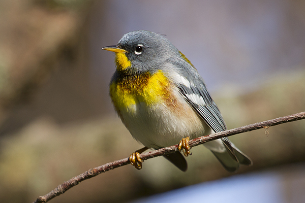 a colourful warbler sits on a branch