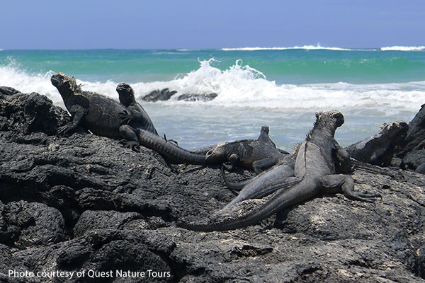 some marine iguanas bask on a rock